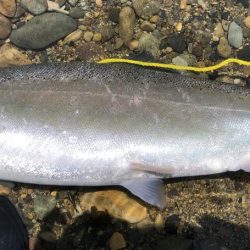 サクラマス様　５７㎝